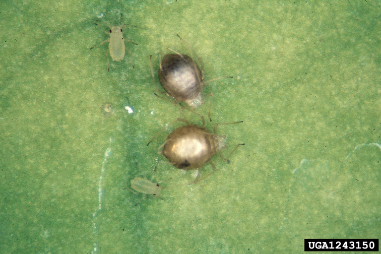 Aphid mummies on a leaf.